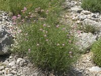 Centranthus angustifolius 5, Saxifraga-Jan van der Straaten