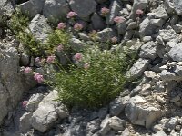 Centranthus angustifolius 6 Saxifraga-Jan van der Straaten