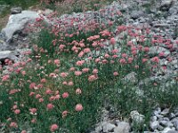 Centranthus angustifolius 8, Saxifraga-Jan van der Straaten