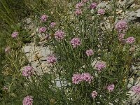Centranthus angustifolius 9, Saxifraga-Willem van Kruijsbergen