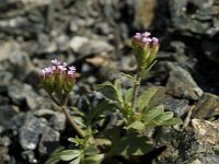 Centranthus calcitrapae