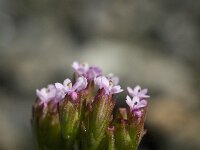 Centranthus calcitrapae 2, Saxifraga-Willem van Kruijsbergen