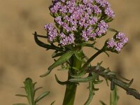Centranthus calcitrapae 4, Saxifraga-Jan van der Straaten