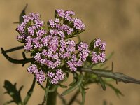 Centranthus calcitrapae 5, Saxifraga-Jan van der Straaten
