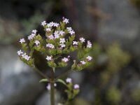 Centranthus calcitrapae 9, Saxifraga-Willem van Kruijsbergen