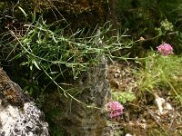 Centranthus lecoqii
