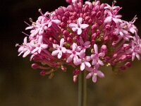 Centranthus lecoqii 2, Saxifraga-Jan van der Straaten