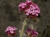 Centranthus lecoqii 3, Saxifraga-Jan van der Straaten