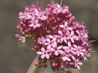 Centranthus lecoqii 4, Saxifraga-Jan van der Straaten
