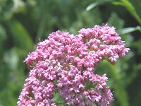 Centranthus macrosiphon