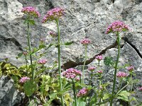 Centranthus macrosiphon 2, Saxifraga-Jan van der Straaten