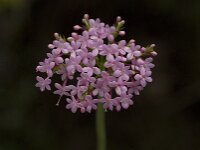 Centranthus macrosiphon 3, Saxifraga-Willem van Kruijsbergen