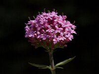 Centranthus macrosiphon 6, Saxifraga-Willem van Kruijsbergen