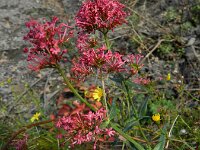 Centranthus ruber 10, Rode spoorbloem, Saxifraga-Rutger Barendse