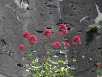 Centranthus ruber 11, Rode spoorbloem, Saxifraga-Rutger Barendse