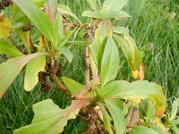 Centranthus ruber 13, Rode spoorbloem, Saxifraga-Rutger Barendse