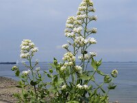 Centranthus ruber 20, Rode spoorbloem, Saxifraga-Ed Stikvoort