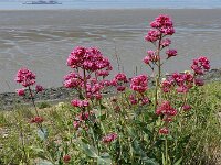 Centranthus ruber 22, Rode spoorbloem, Saxifraga-Ed Stikvoort