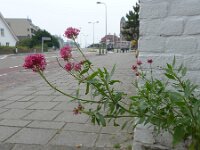 Centranthus ruber 23, Rode spoorbloem, Saxifraga-Jelle van Dijk