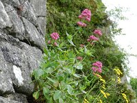 Centranthus ruber 24, Rode spoorbloem, Saxifraga-Rutger Barendse