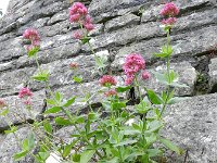 Centranthus ruber 25, Rode spoorbloem, Saxifraga-Rutger Barendse