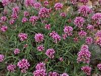 Centranthus ruber 26, Rode spoorbloem, Saxifraga-Harry Jans