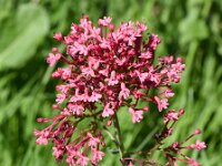 Centranthus ruber 28, Rode spoorbloem, Saxifraga-Sonja Bouwman  1042. Rode spoorbloem - Centranthus ruber - Caprifoliaceae familie (i) Werkendam