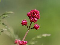 Centranthus ruber 29, Rode spoorbloem, Saxifraga-Bart Vastenhouw