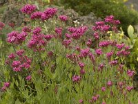 Centranthus ruber 34, Rode spoorbloem, Saxifraga-Willem van Kruijsbergen