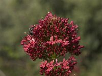 Centranthus ruber 5, Rode spoorbloem, Saxifraga-Willem van Kruijsbergen