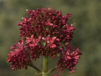Centranthus ruber 6, Rode spoorbloem, Saxifraga-Willem van Kruijsbergen
