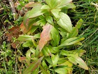 Centranthus ruber 8, Rode spoorbloem, Saxifraga-Rutger Barendse