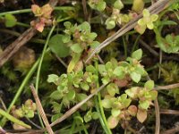 Centunculus minimus,  Chaffweed