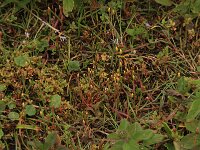 Centunculus minimus 10, Dwergbloem, Saxifraga-Hans Boll