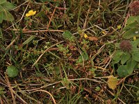 Centunculus minimus 12, Dwergbloem, Saxifraga-Hans Boll