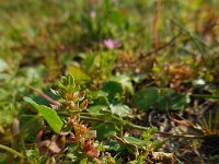 Centunculus minimus 17, Dwergbloem, Saxifraga-Ed Stikvoort