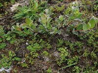 Centunculus minimus 3, Dwergbloem, Saxifraga-Hans Boll