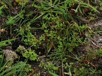 Centunculus minimus 4, Dwergbloem, Saxifraga-Hans Boll
