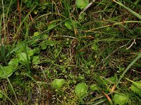 Centunculus minimus 5, Dwergbloem, Saxifraga-Hans Boll
