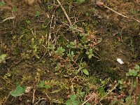 Centunculus minimus 7, Dwergbloem, Saxifraga-Hans Boll