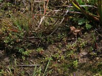 Centunculus minimus 8, Dwergbloem,  Saxifraga-Hans Boll