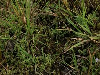 Centunculus minimus 9, Dwergbloem, Saxifraga-Hans Boll