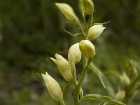 Cephalanthera damasonium, White Helleborine