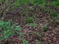 Cephalanthera damasonium 19, Bleek bosvogeltje, Saxifraga-Ed Stikvoort