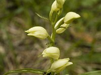 Cephalanthera damasonium 2, Bleek bosvogeltje, Saxifraga-Marijke Verhagen