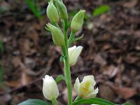 Cephalanthera damasonium 20, Bleek bosvogeltje, Saxifraga-Ed Stikvoort
