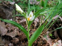 Cephalanthera damasonium 21, Bleek bosvogeltje, Saxifraga-Ed Stikvoort