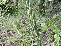 Cephalanthera damasonium 22, Bleek bosvogeltje, Saxifraga-Rutger Barendse