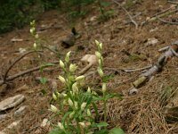 Cephalanthera damasonium 24, Bleek bosvogeltje, Saxifraga-Dirk Hilbers