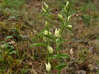 Cephalanthera damasonium 26, Bleek bosvogeltje, Saxifraga-Dirk Hilbers